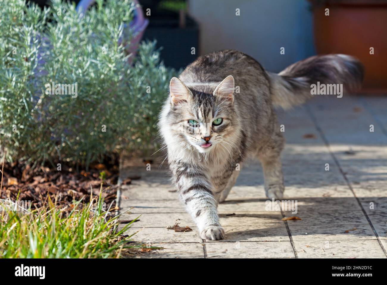 Schönheit Silberkatze in einem Garten, sibirische Rasse Stockfoto
