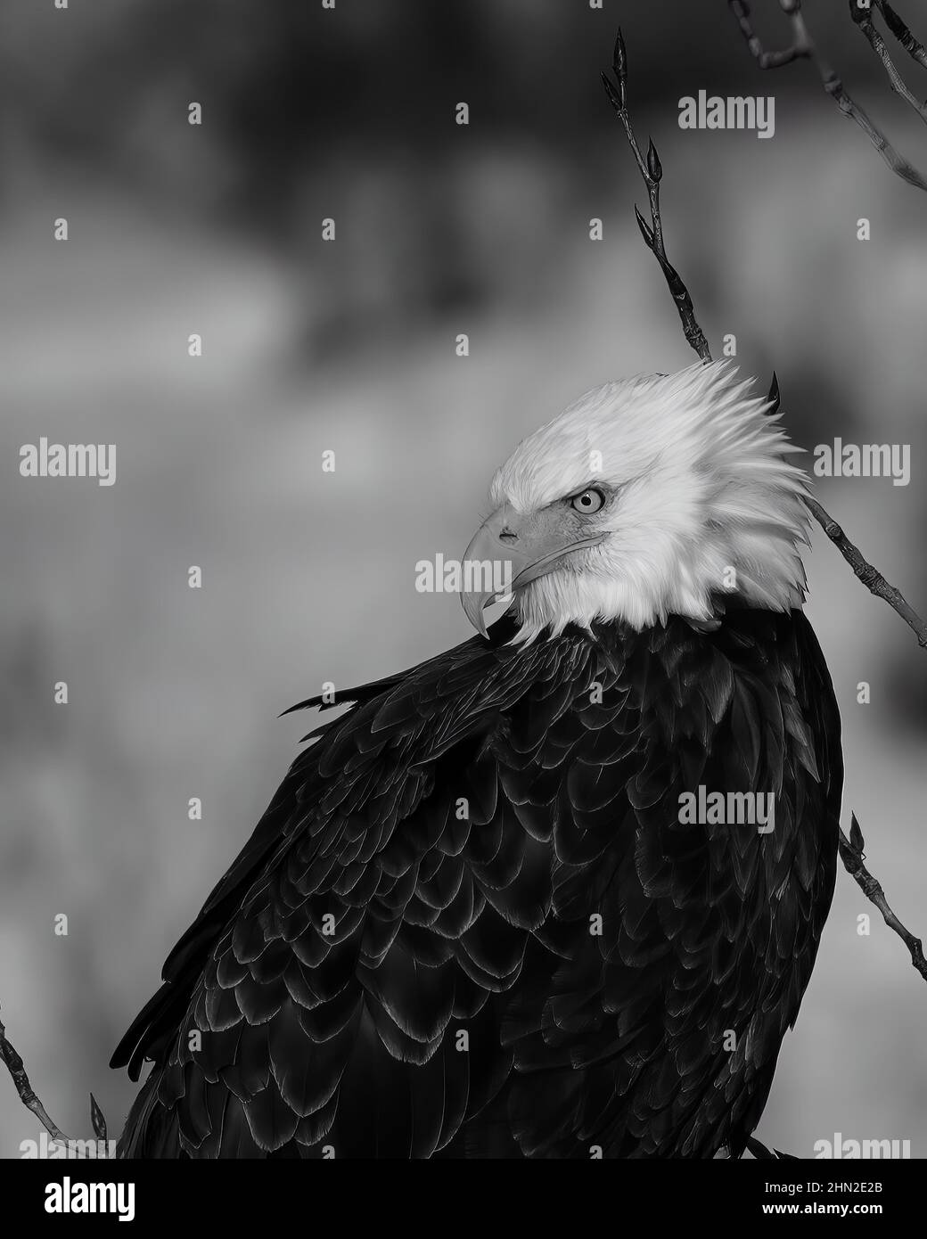 Vertikale Graustufenaufnahme eines schönen Weißkopfseeadlers Stockfoto