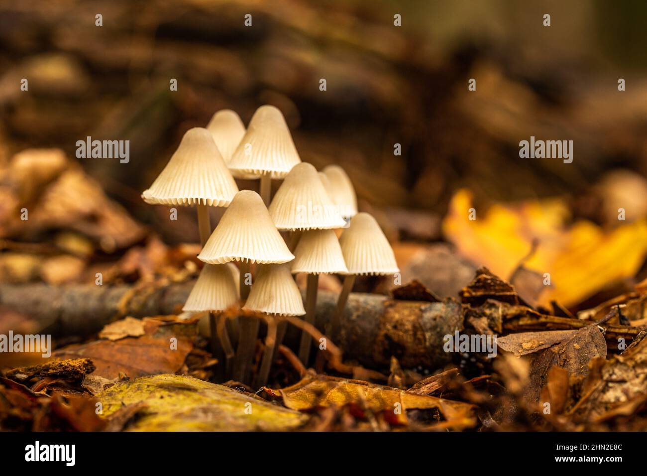 Pilze in einem Waldgebiet Stockfoto