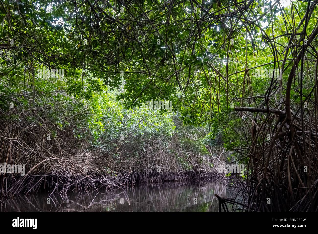Luftwurzeln der Roten Mangrove (Rhizophora Mangle) entlang des Flusses. San Blas, Nayarit, Mexiko. Stockfoto