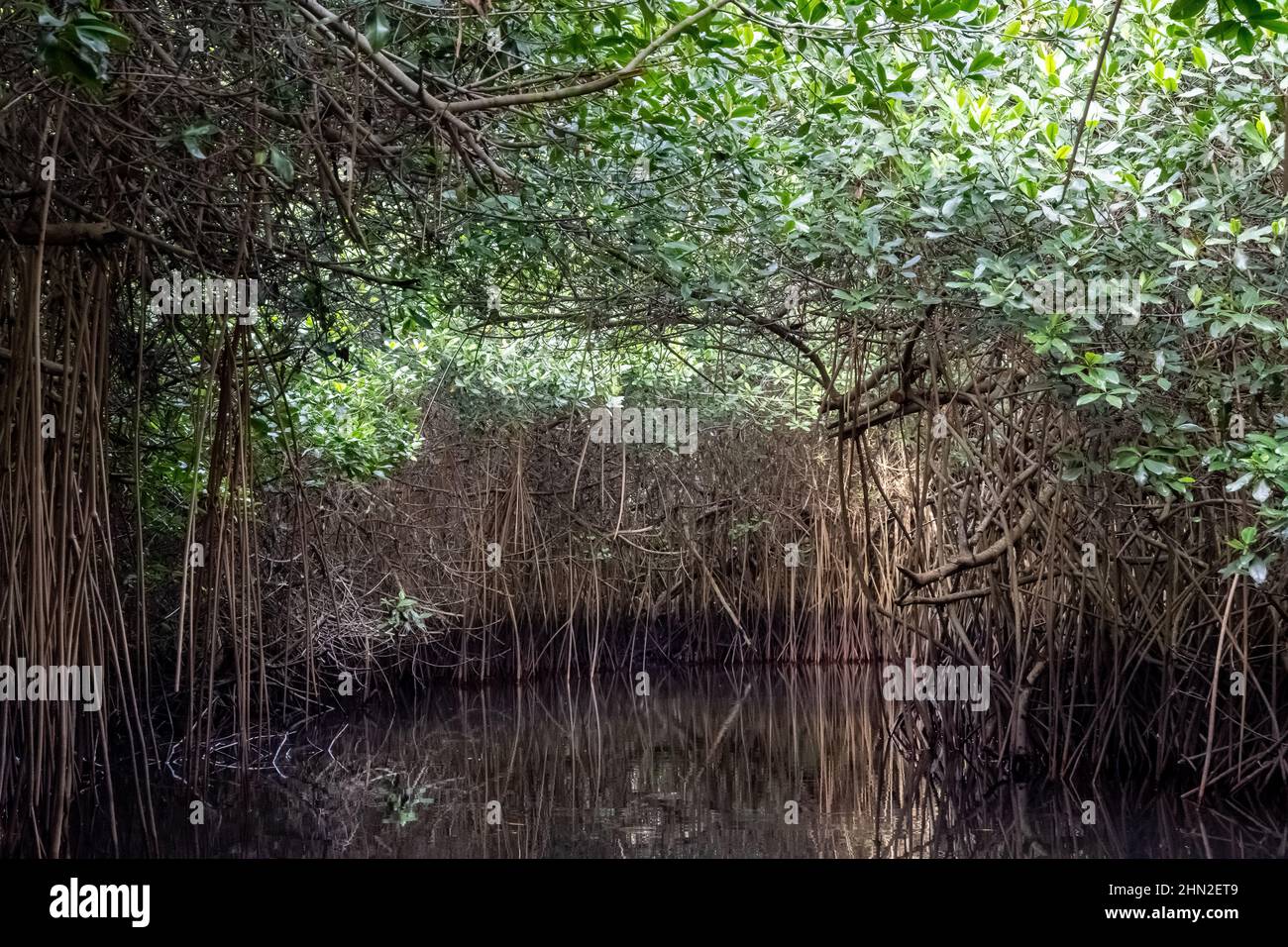 Luftwurzeln der Roten Mangrove (Rhizophora Mangle) entlang des Flusses. San Blas, Nayarit, Mexiko. Stockfoto