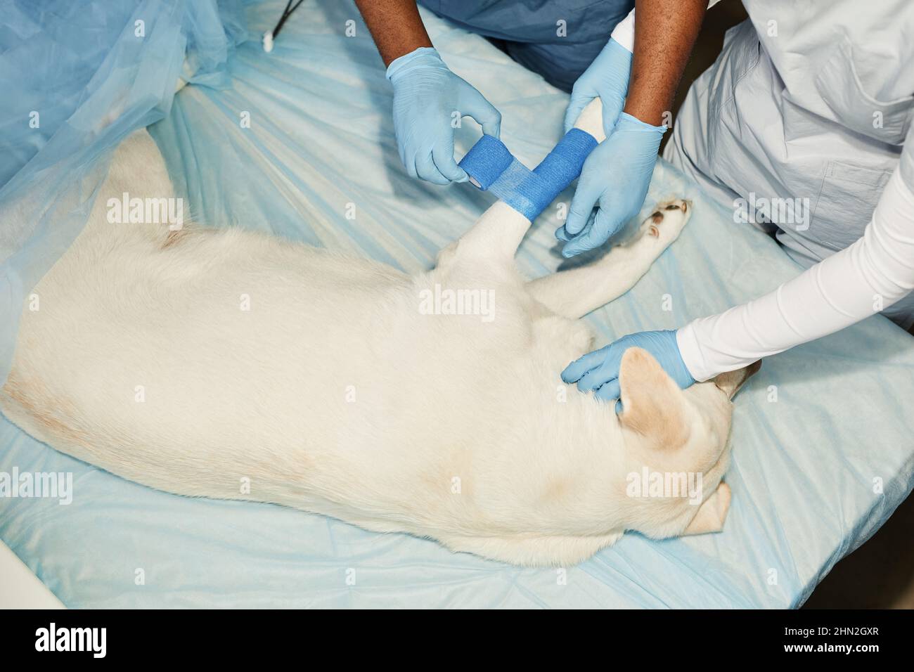 Behandelter Tierarzt und seine Assistentin legen blaue elastische Binde um verletzte Hundepfote, während sie sich über den medizinischen Tisch beugen Stockfoto