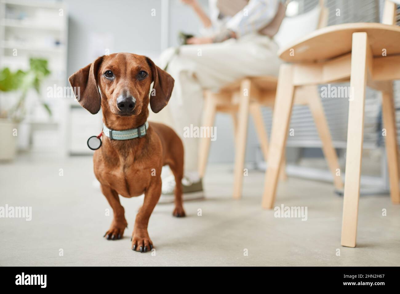 Niedlicher Dackel in brauner Farbe, der auf dem Boden der Tierarztkliniken auf dem Hintergrund des Krankenhausinnenraums und des Tierbesitzers steht Stockfoto
