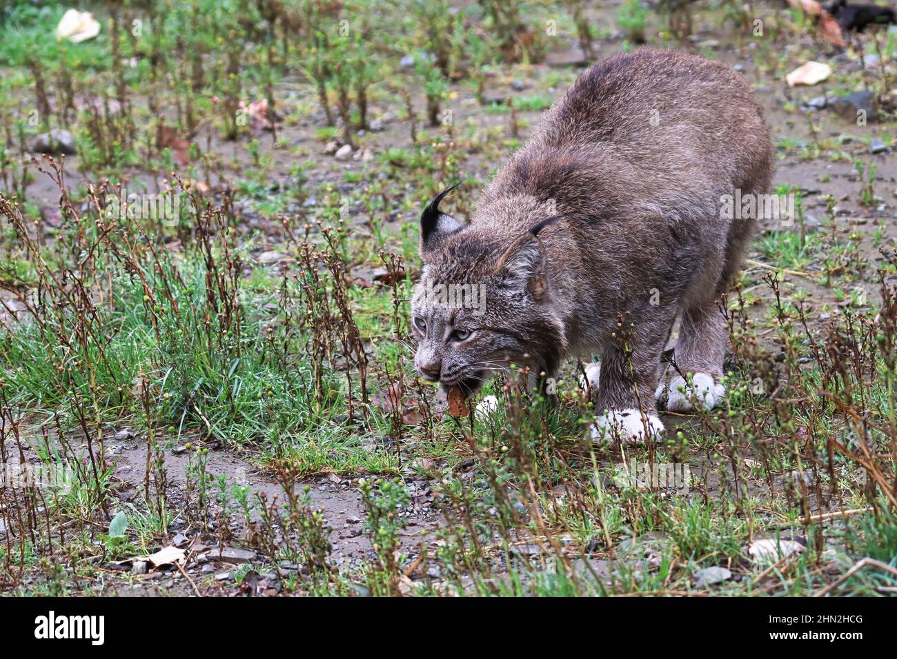 Vorderansicht eines Luchses, der im Gras frisst Stockfoto