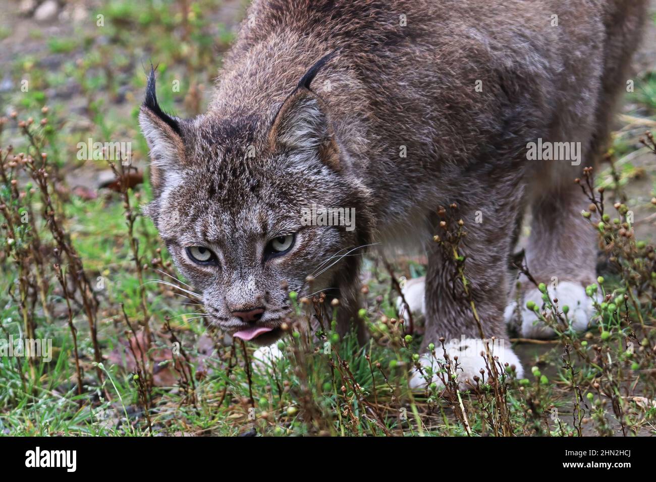 Vorderansicht eines Luchses, der im Gras frisst Stockfoto