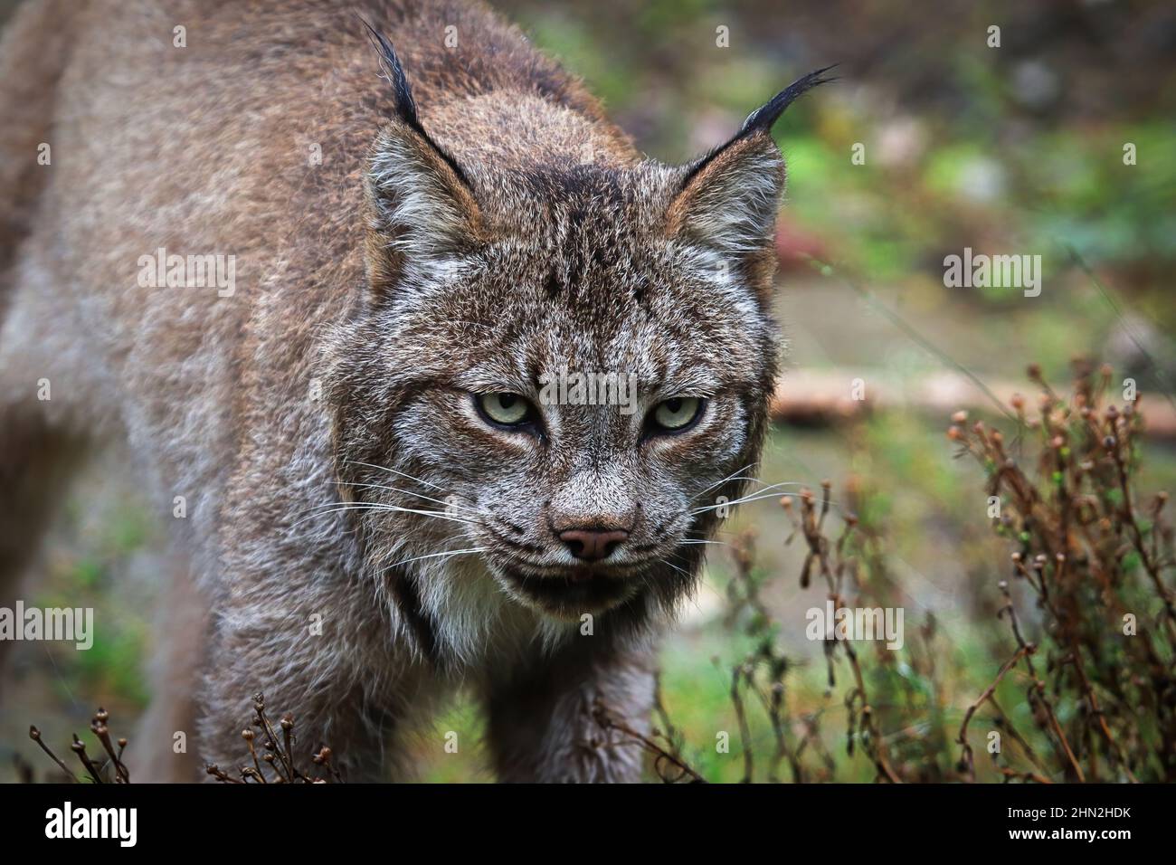 Nahaufnahme des Kopfes und der Ohren eines Luchses Stockfoto