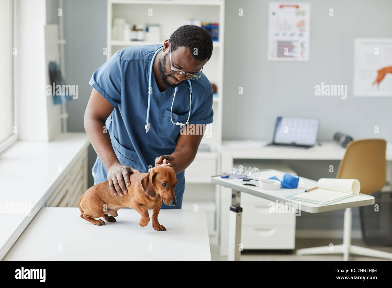 Zeitgenössischer junger Tierarzt afrikanischer Herkunft, der sich über den Schreibtisch beugte, während er im Tierkrankenhaus kranken braunen Dackel untersuchte Stockfoto