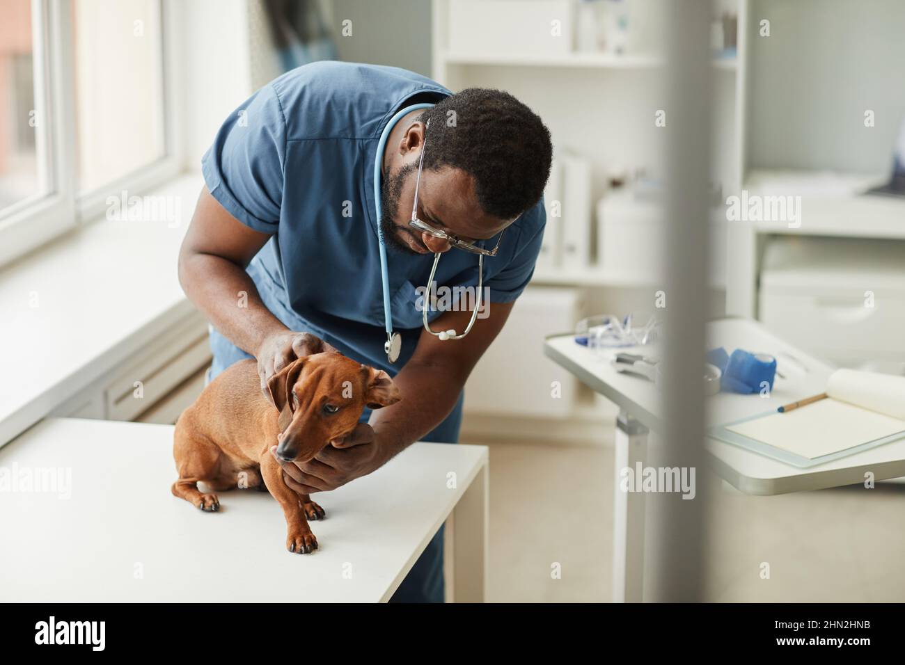Junger Tierarzt in blauen medizinischen Peelings untersucht kranken braunen Dackel, während er sich während der Untersuchung über den Hund beugte Stockfoto