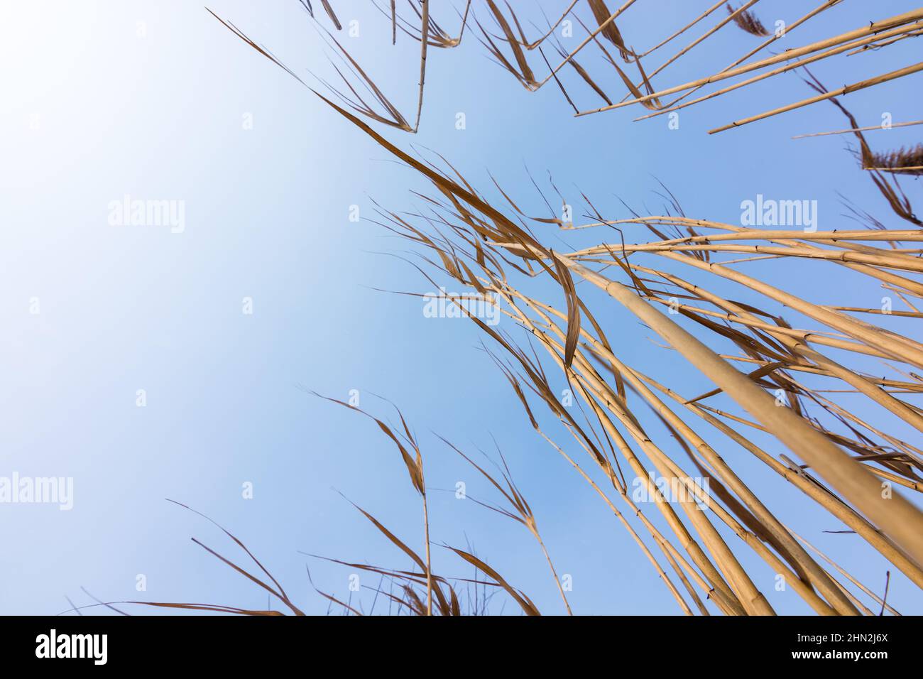 Aufwachsen zum Himmel. Bodenansicht von trockenen Schilfhalmen, die auf dem Fluss wachsen. Stockfoto