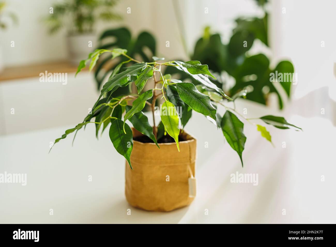 Nahaufnahme kleiner Ficus in Kraftpapier-Topf. Wunderschöne Zimmerpflanze, die im Sonnenlicht steht. Topfblume mit nassen Blättern. Stockfoto