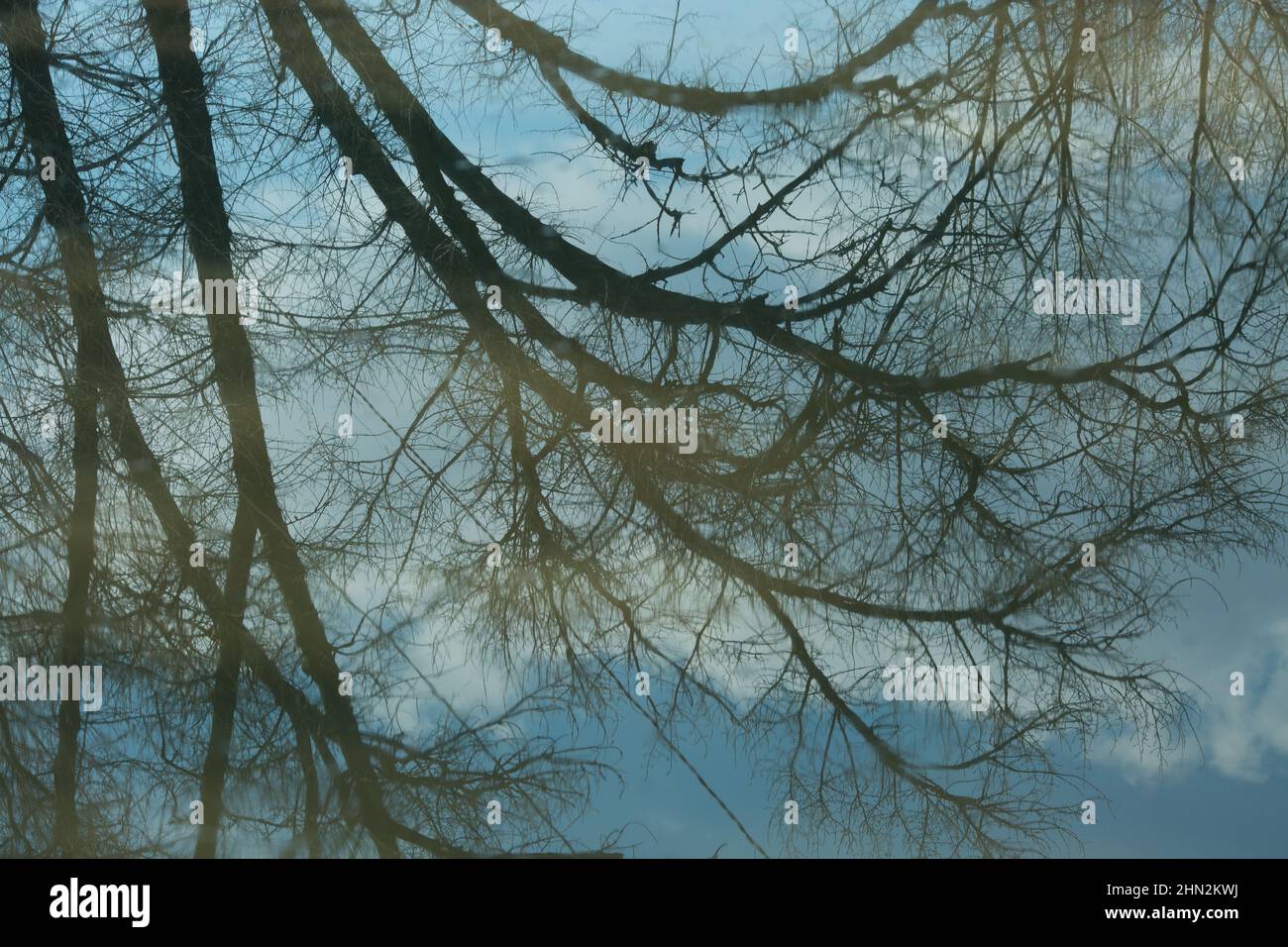 Spiegelung von Baumzweigen in einer Pfütze nach Regen. Frühlingshintergrund. Stockfoto