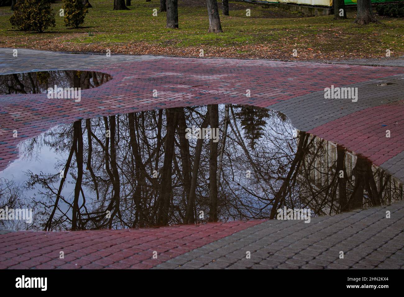 Spiegelung von Baumzweigen in einer Pfütze nach Regen. Frühlingshintergrund. Stockfoto