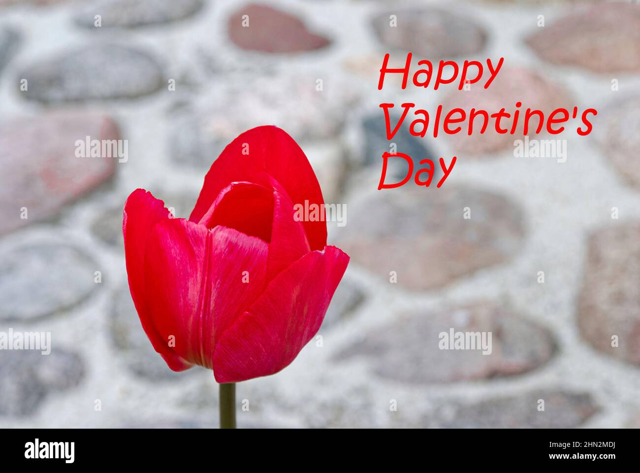 Valentinstag – rote Tulpe, Tulpe auf verschwommenem Steinhintergrund Stockfoto