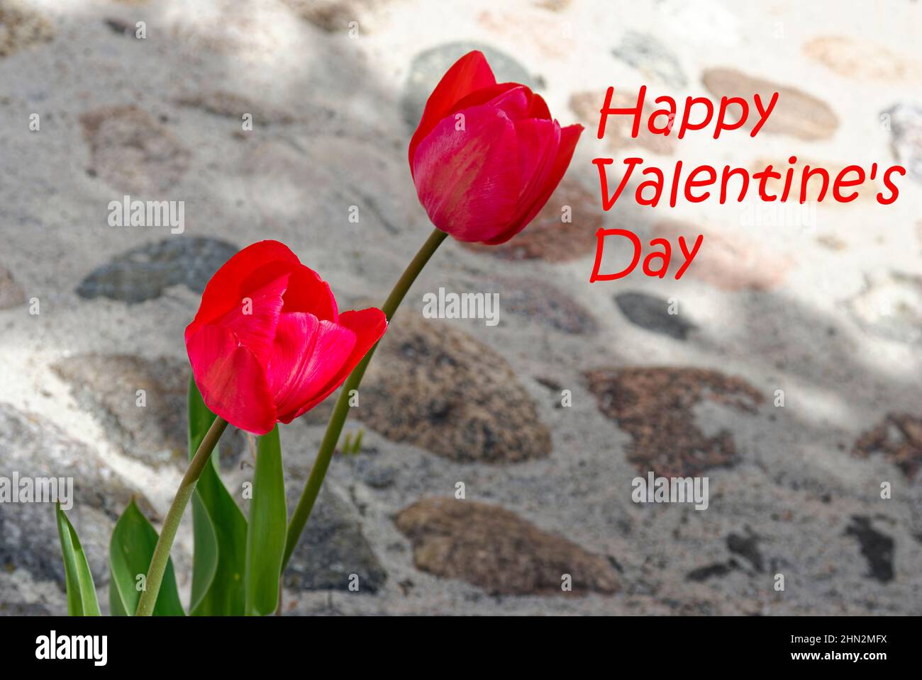 Valentinstag, rote Tulpen - Tulpen auf verschwommenem Steinhintergrund Stockfoto