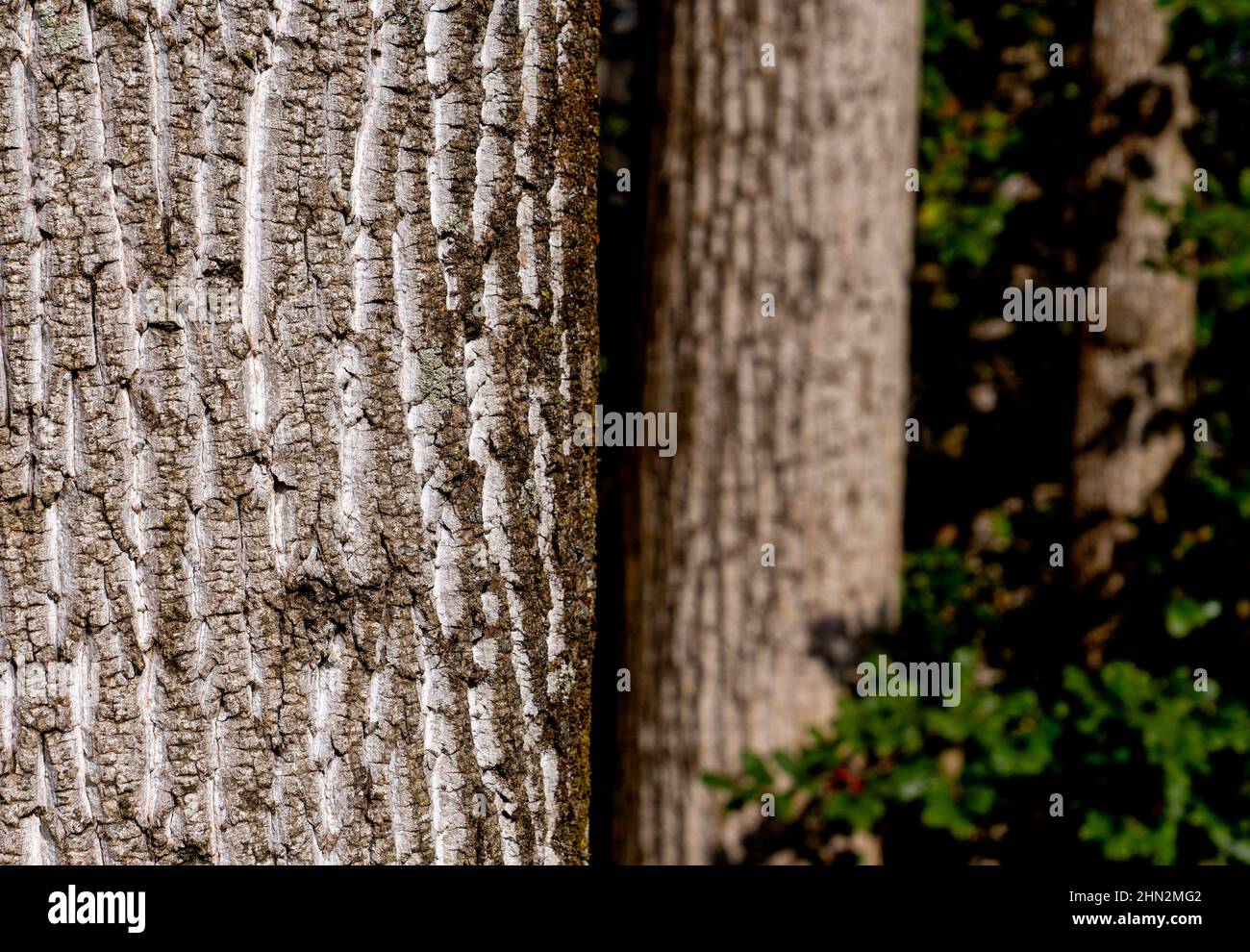 Rinde eines Winterbaums im Wald Stockfoto