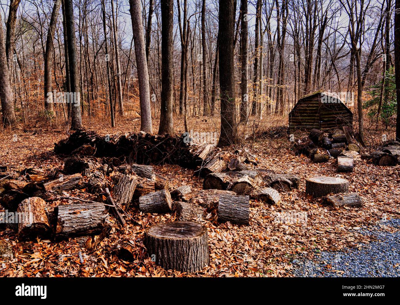 Holzstapel und eine Dorfhütte im Wald Stockfoto