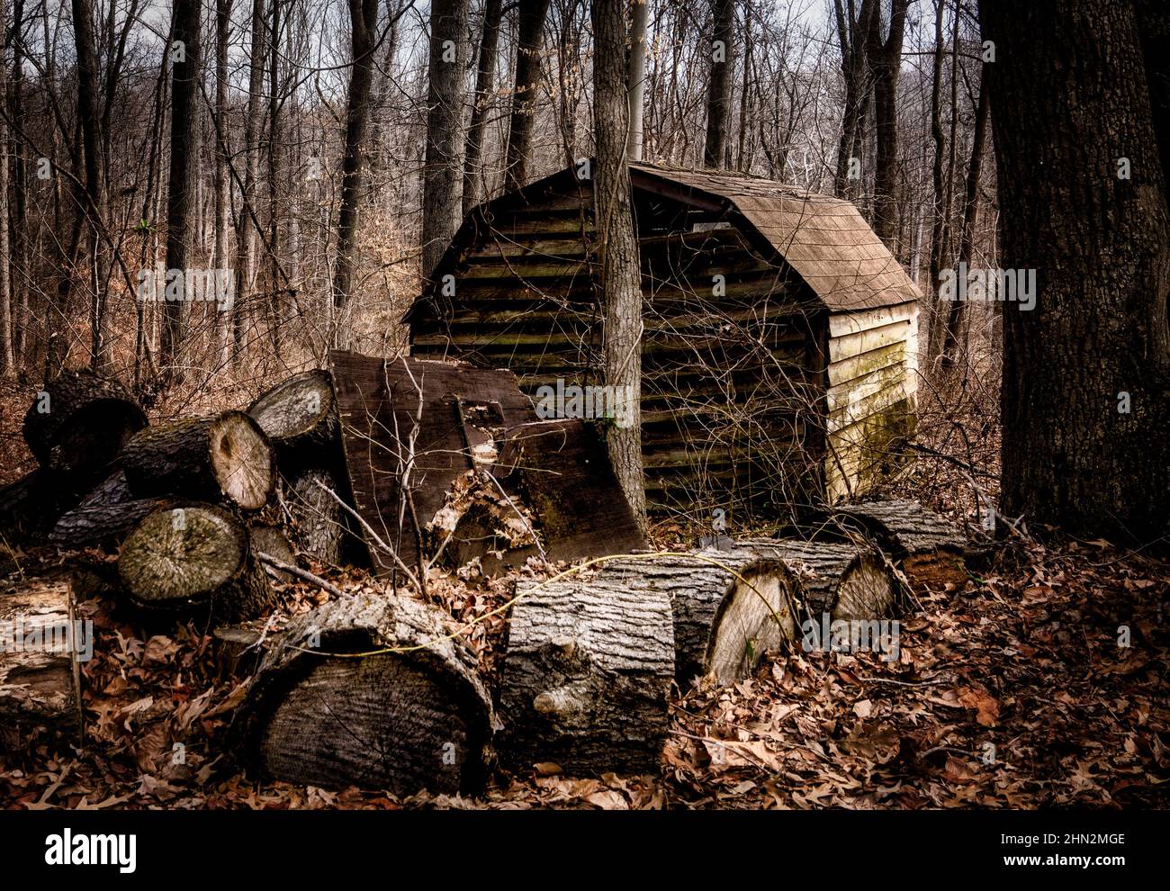 Holzstapel und eine Dorfhütte im Wald Stockfoto