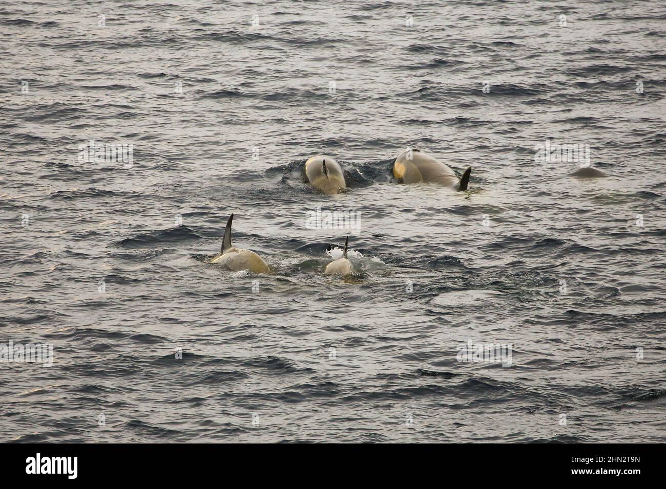 Orcas (Killerwale) in den antarktischen Gewässern zwischen Anvers Island und Range Island. Stockfoto