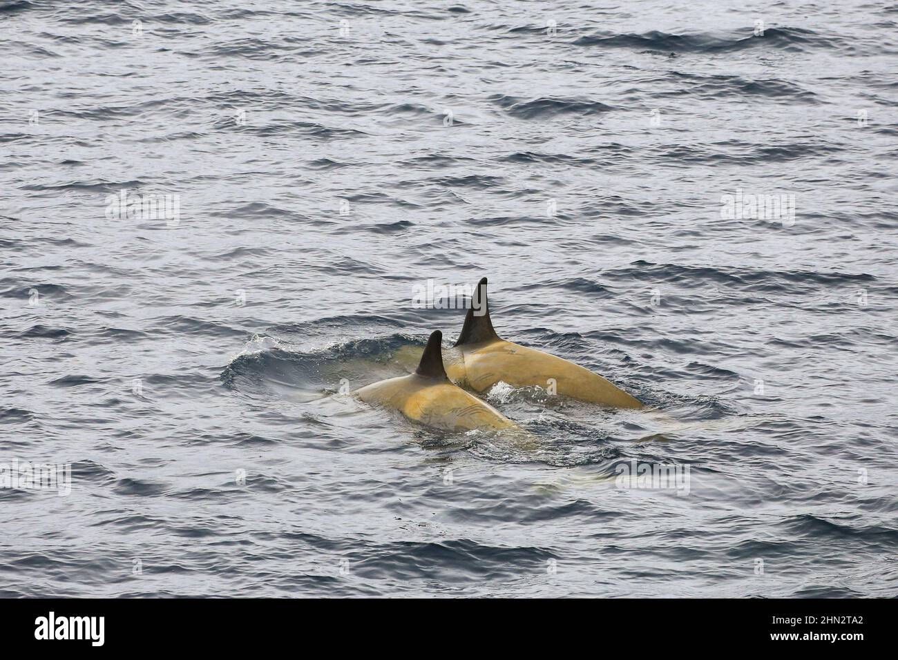 Orcas (Killerwale) in den antarktischen Gewässern zwischen Anvers Island und Range Island. Stockfoto