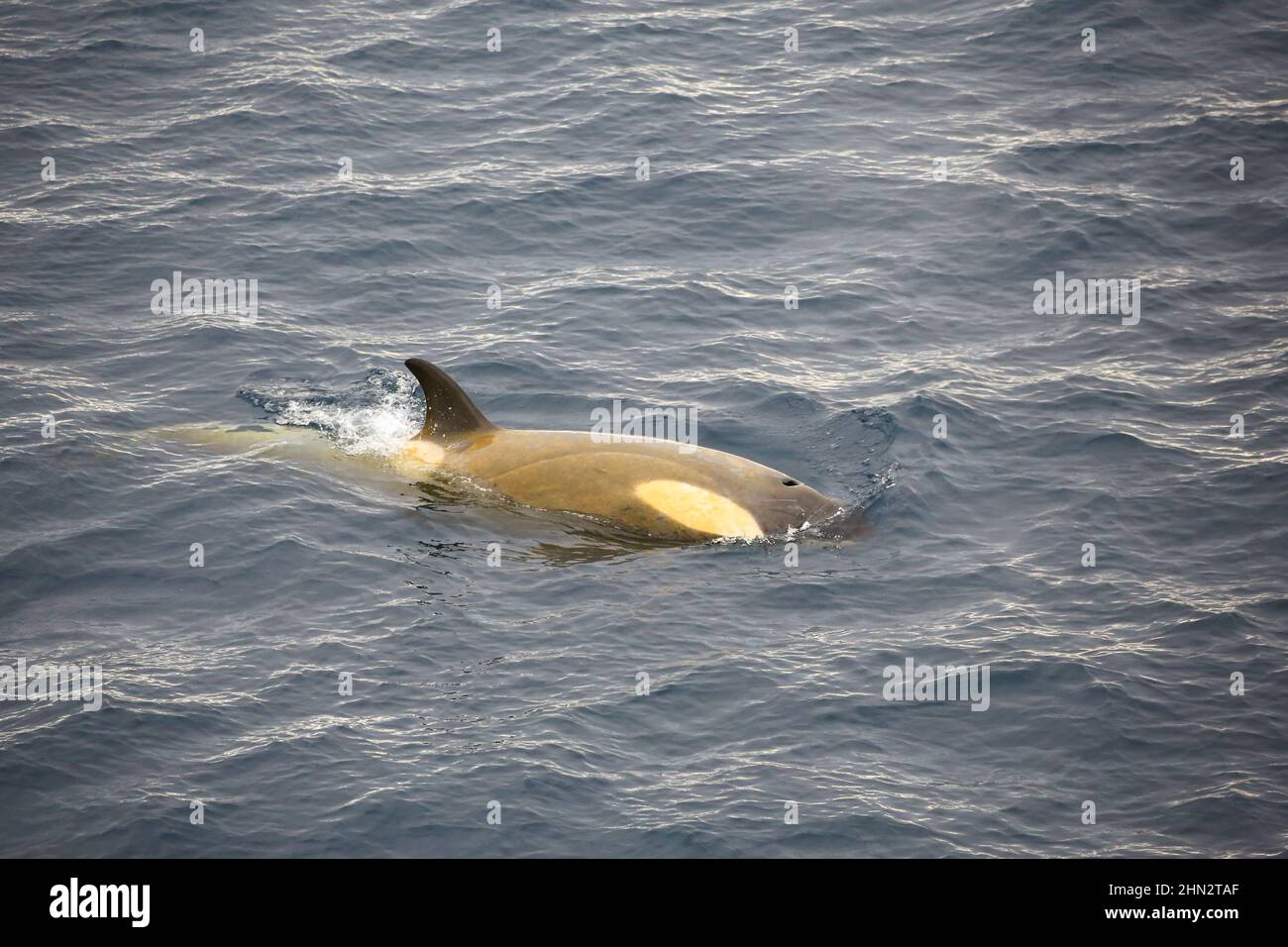 Orcas (Killerwale) in den antarktischen Gewässern zwischen Anvers Island und Range Island. Stockfoto