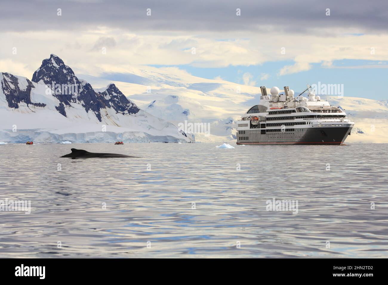 Ein Paar Buckelwale in der Wilhelmina Bay, Antarktis, mit dem Le Boreal-Schiff im Hintergrund. Stockfoto