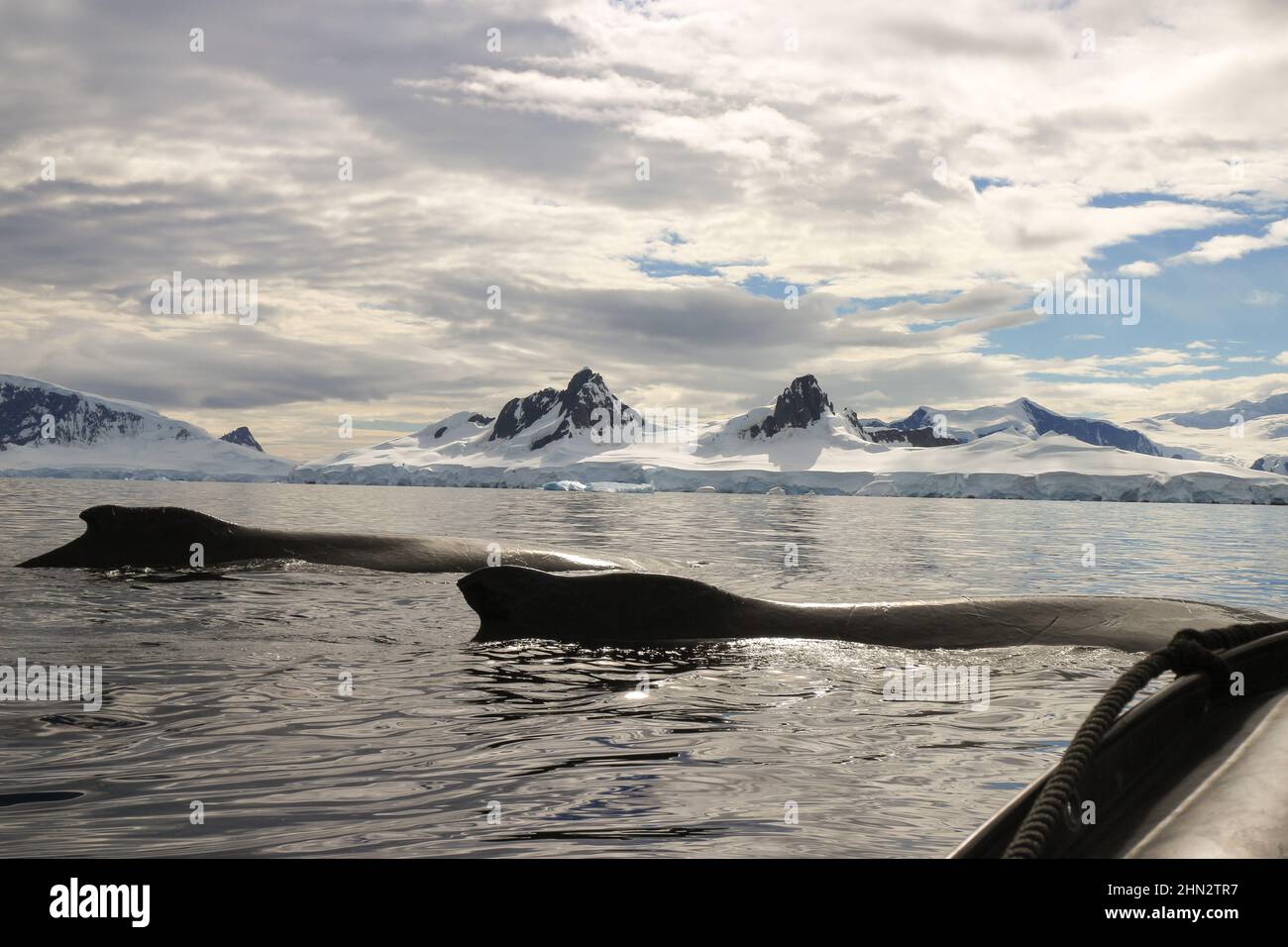 Ein Paar Buckelwale in der Wilhelmina Bay, Antarktis, sind auf einem Konvergenzkurs mit dem Boot des Fotografen. Stockfoto