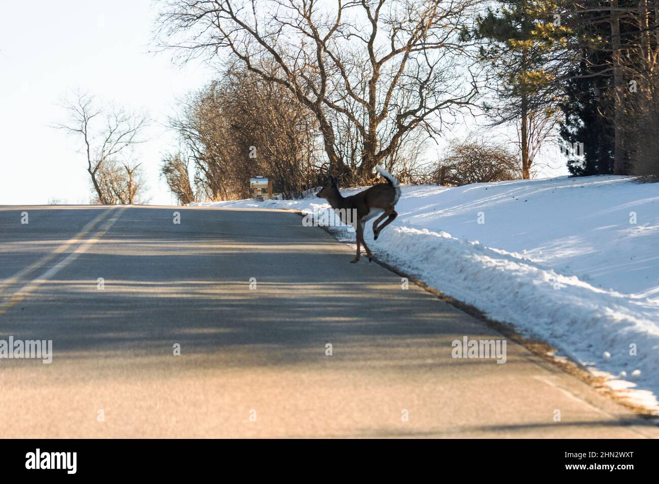 Ein Weißschwanzhirsch springt über die Straße in den Verkehr. Aufnahme aus der Perspektive des Fahrers. Stockfoto