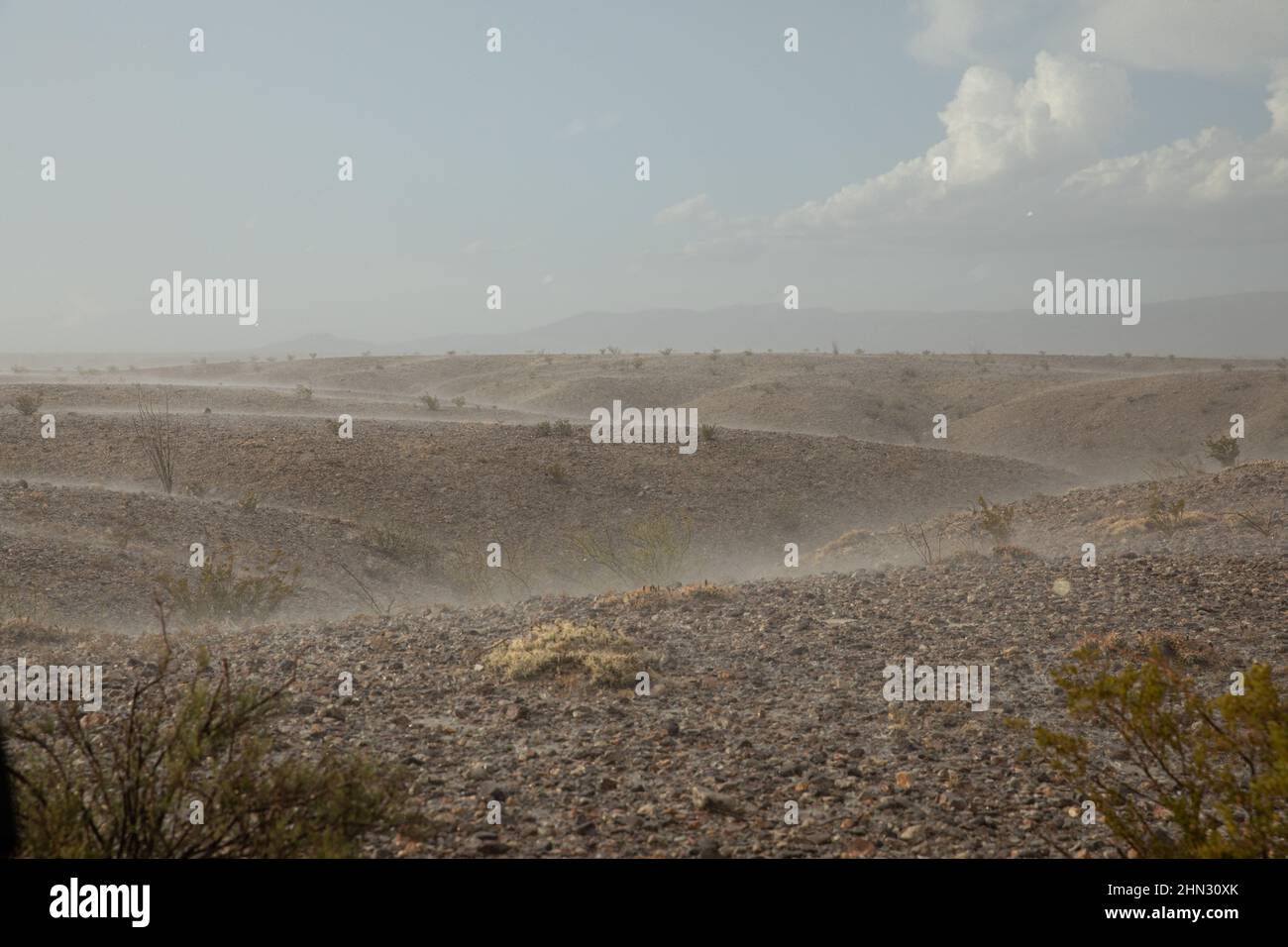 In der Chihuahuan-Wüste zieht es während der Sommermonsunsaison in einem intensiven, aber kurzen Sturm über den Wüstenboden. Stockfoto