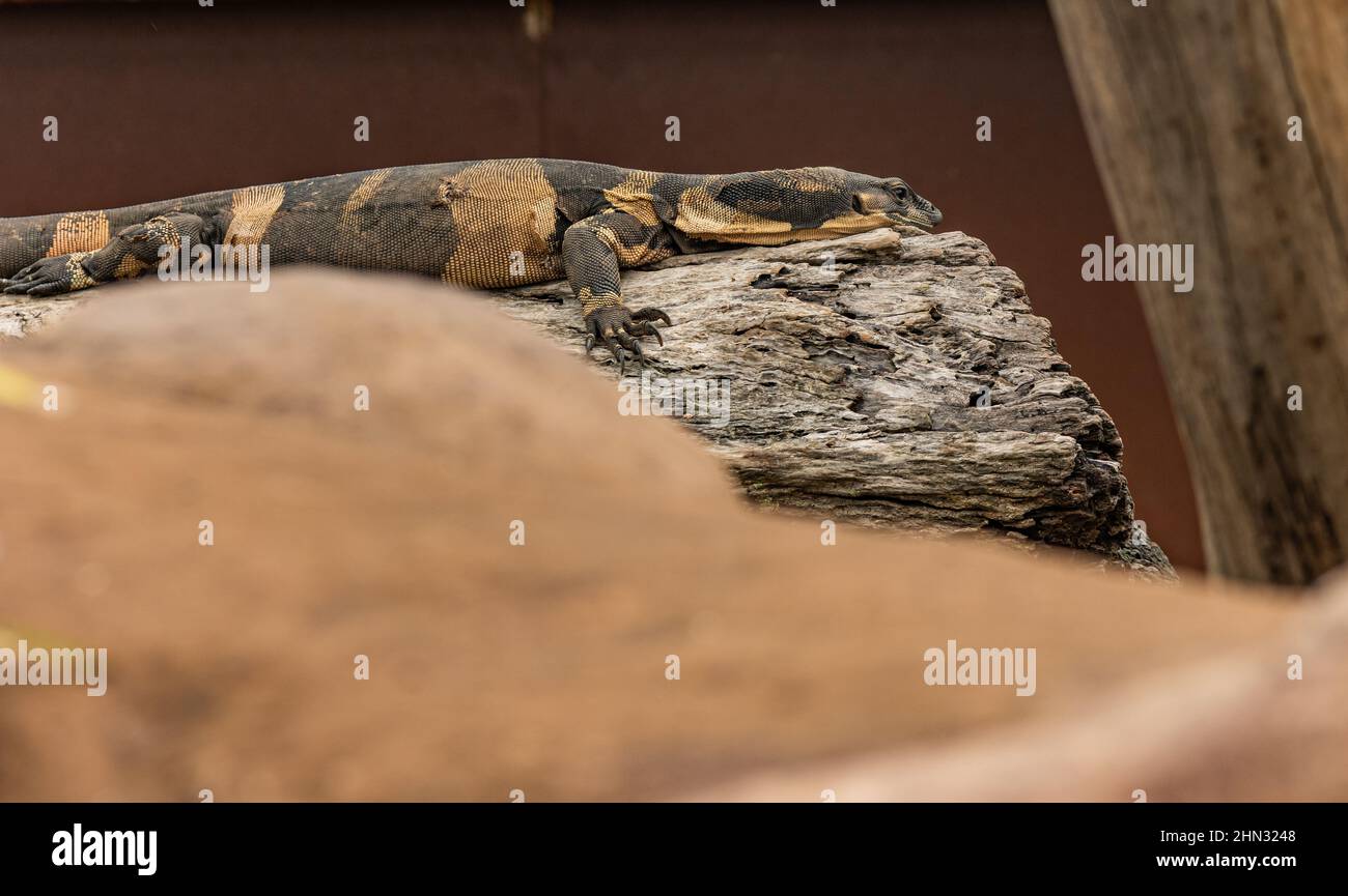 Die weltweit lebende Eidechse in natürlichem Lebensraum Stockfoto