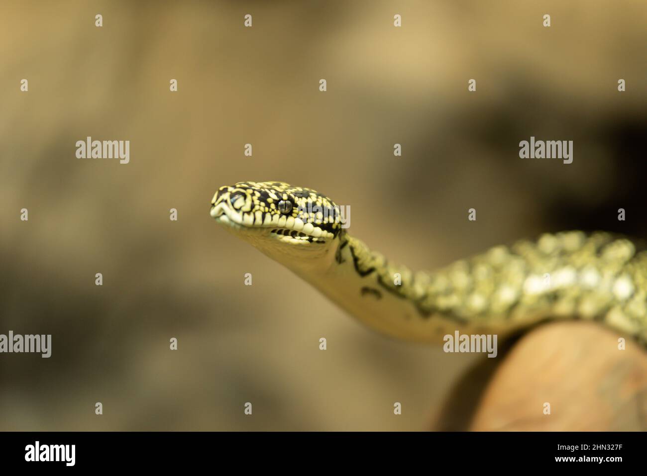 Bereit zum Essen auf Aktion Stockfoto
