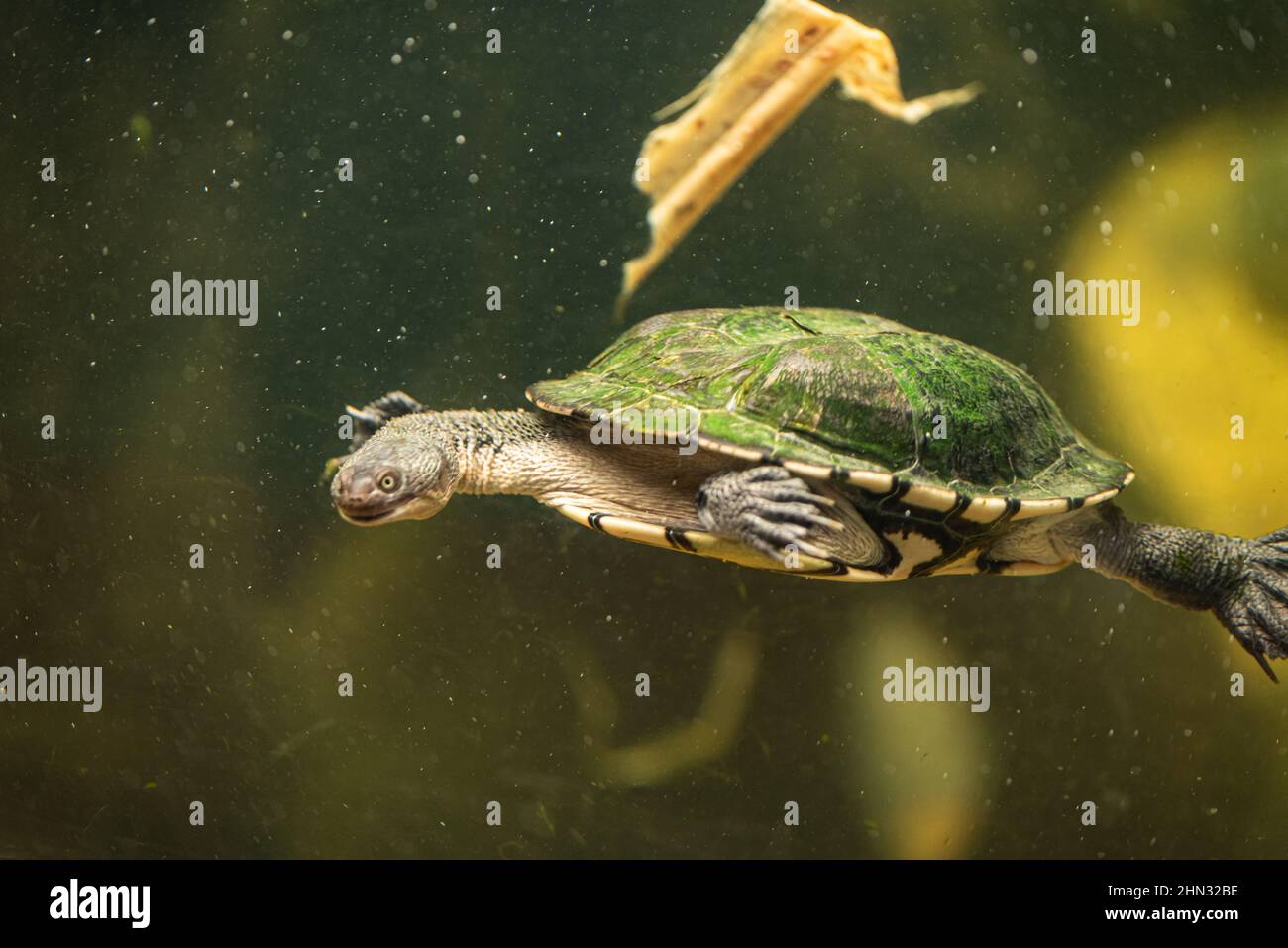 Eine vom Aussterben bedrohte Meeresschildkröte in türkisblauem klarem Wasser Stockfoto