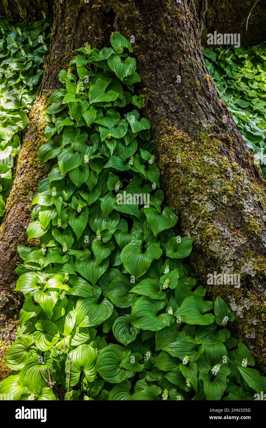 Beadrube, False Lilly-of-the-Valley, oder Maianthemum dilatatatatum, die oft als dominante Bodenbedeckung in Sitka Fichte Wäldern entlang des Südens gefunden wird Stockfoto
