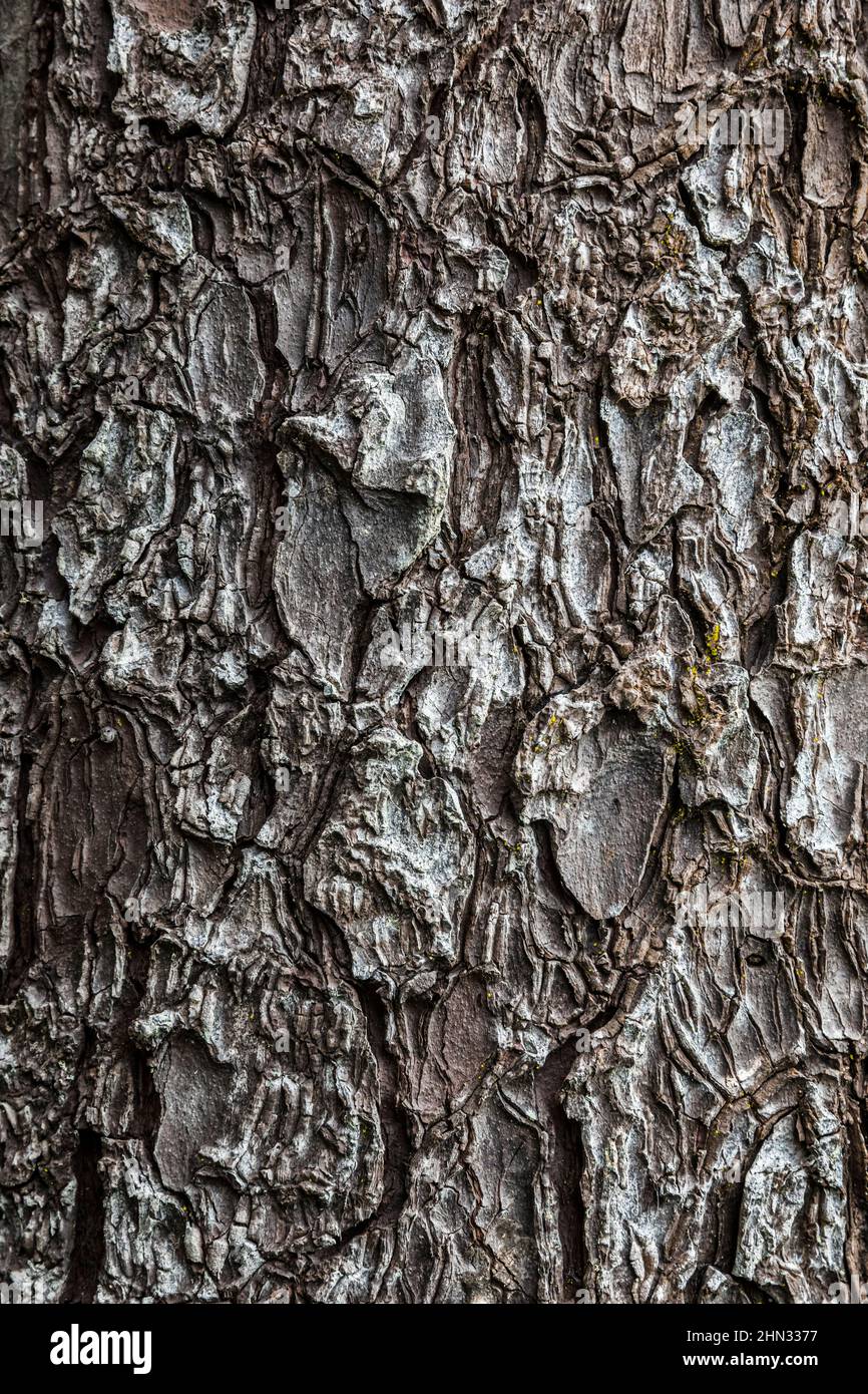 Detailansicht des Baumstamms der Sitka Fichte entlang des südlichen Küstenweges des Küstenweges des Olympic National Park, Washington, USA. Stockfoto