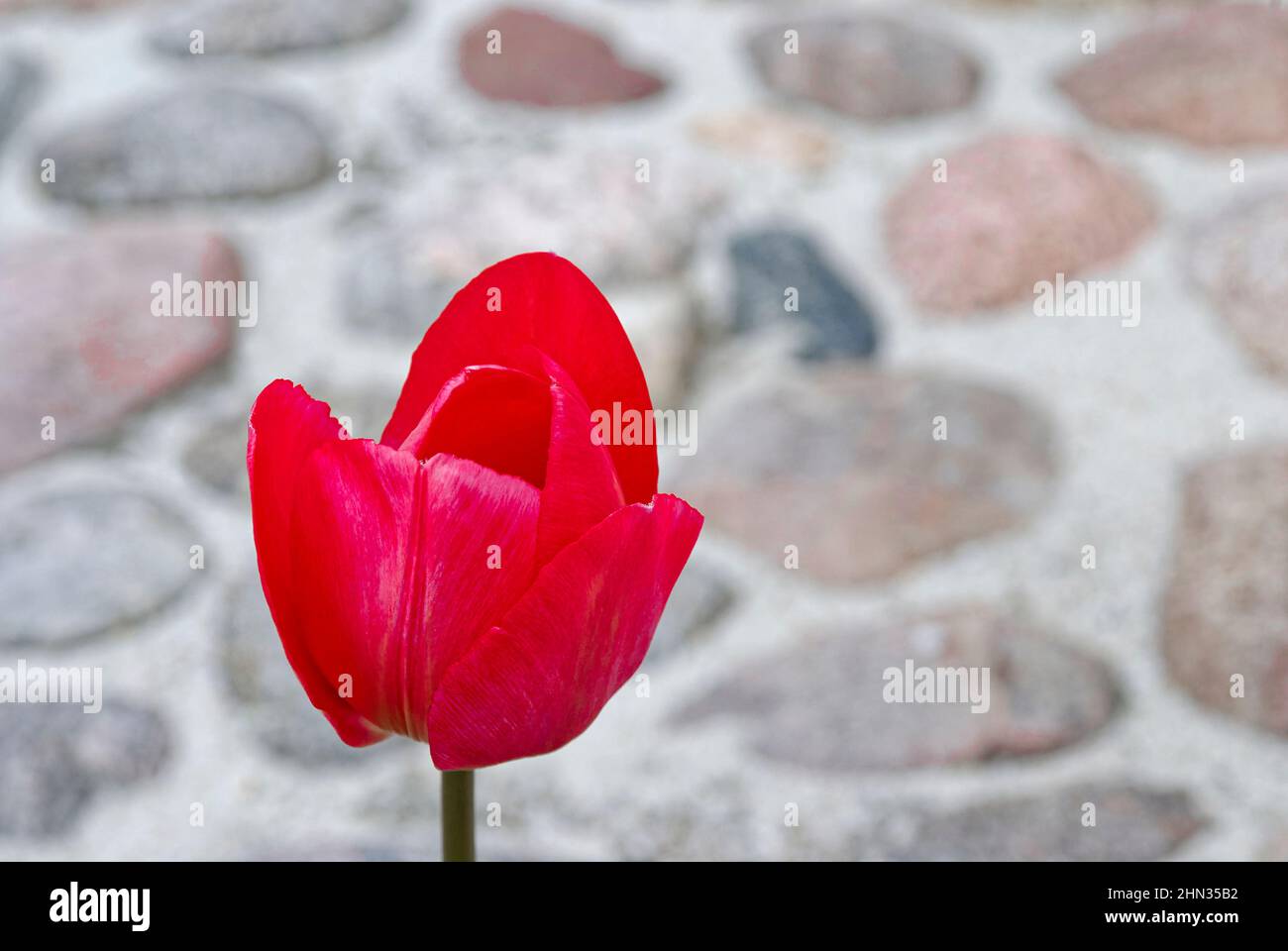 Rote Tulpe, Tulpe auf verschwommenem Steinhintergrund Stockfoto