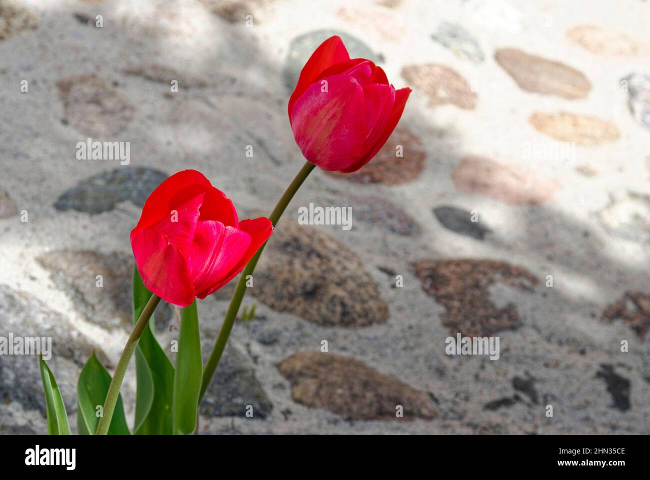 Rote Tulpen - Tulpen auf verschwommenem Steinhintergrund Stockfoto