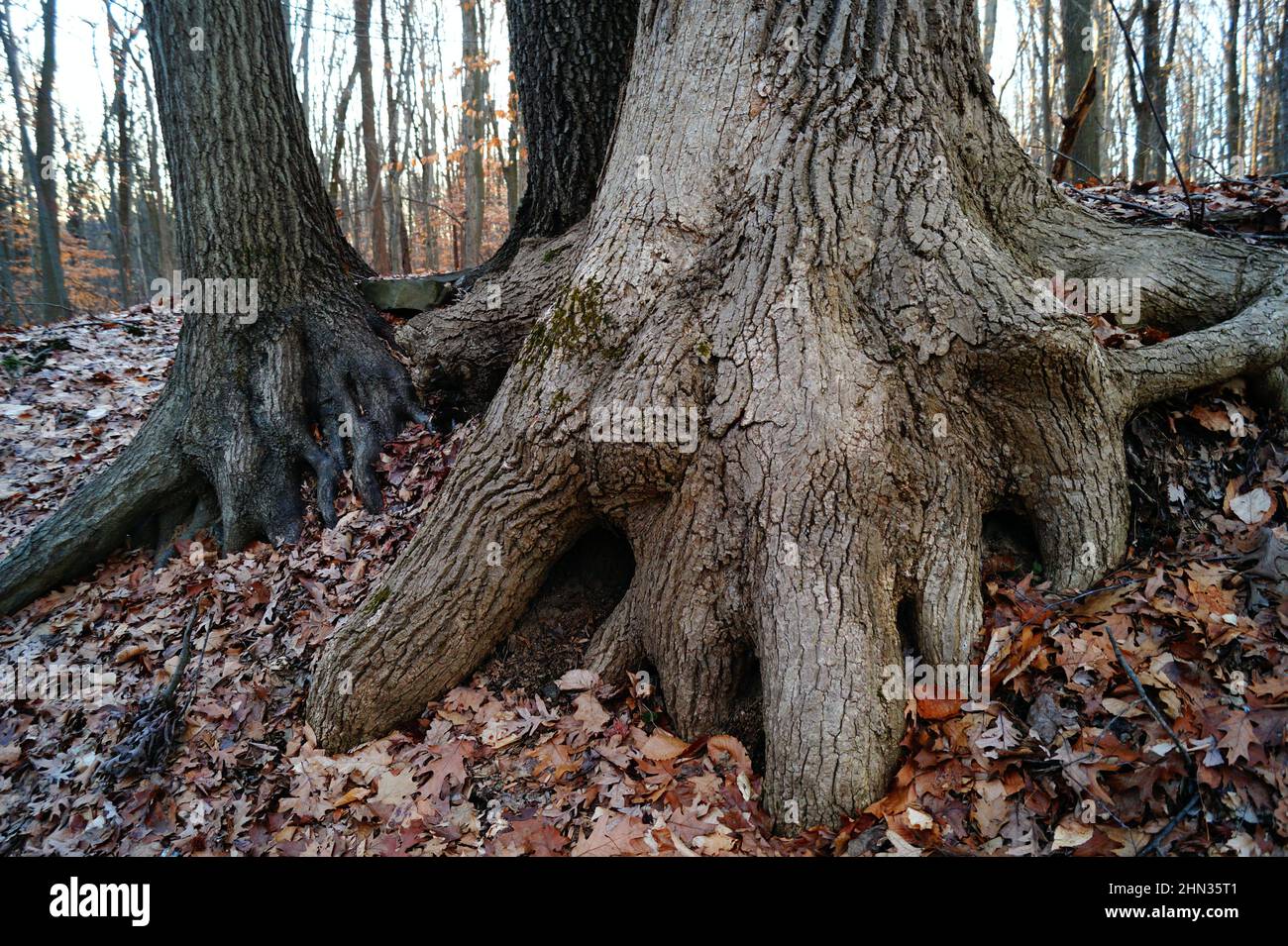 Sinewy Wurzeln an der Basis von Baumstämmen, gefallene Blätter, in La Tourette Park, Staten Island, NY, USA Stockfoto