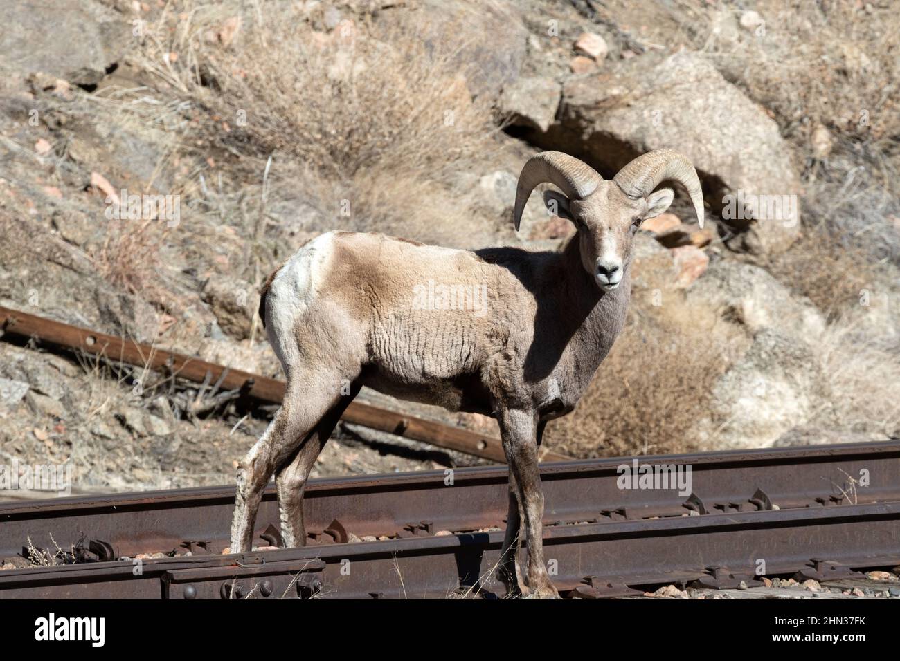 Wüstenbighornramm (Ovis anadensis nelsoni) entlang der Eisenbahnstrecke, die von einem Bergbauunternehmen im Canyon des Arkansas River in der Nähe von Canon City, Colorado, genutzt wird Stockfoto