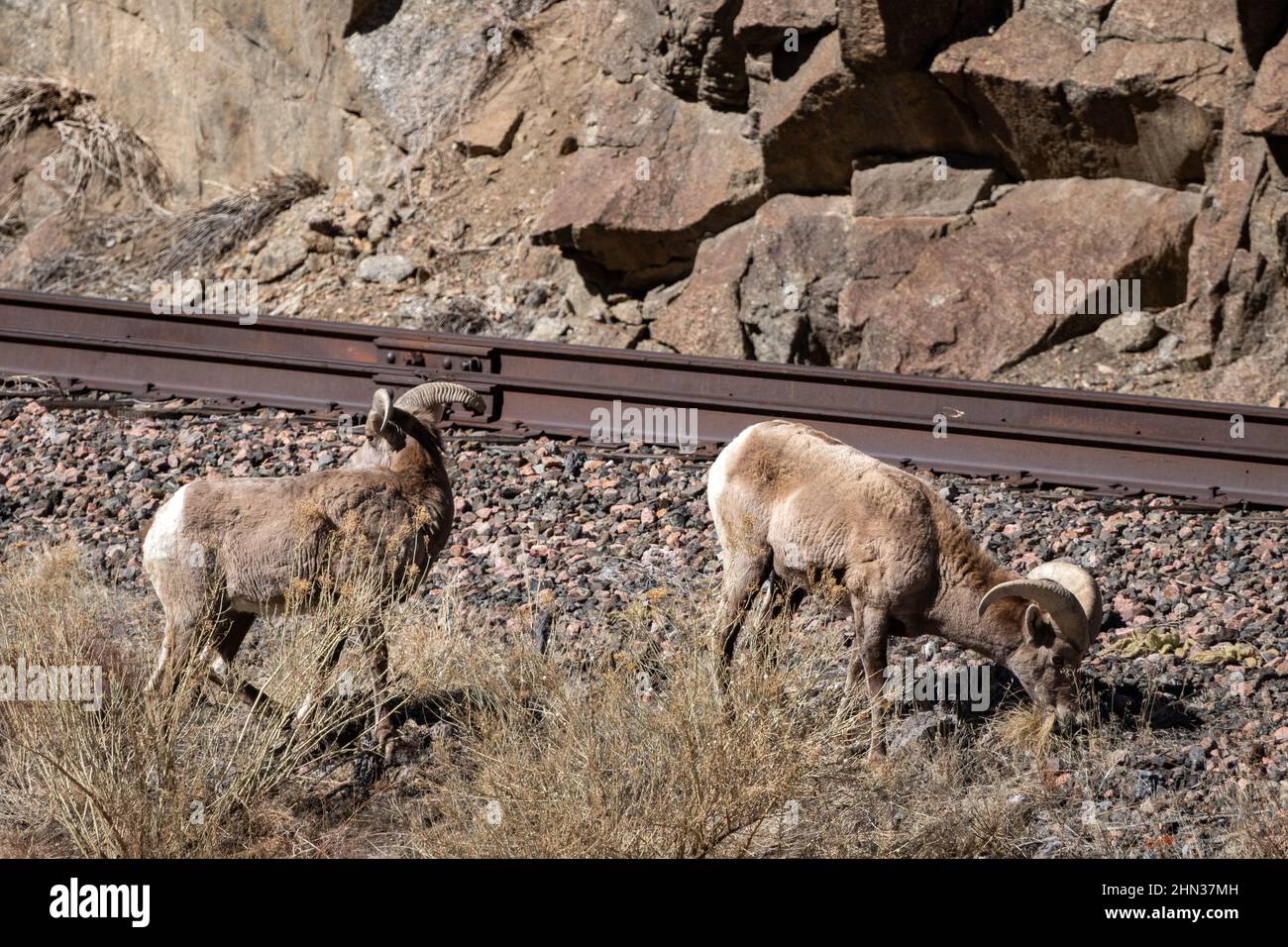 Zwei Dickhornramme grasen in der Nähe einer Eisenbahnstrecke, die von einem Bergbauunternehmen in der Nähe des Erholungsortes Spike Buck im Arkansas River Canyon, Colorado, genutzt wird Stockfoto