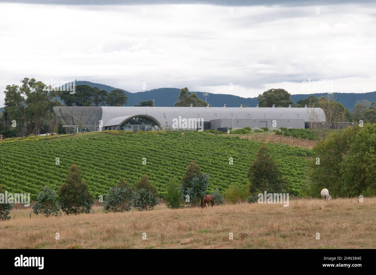 Weingut Levantine Hill im Yarra Valley, Victoria, Australien Stockfoto