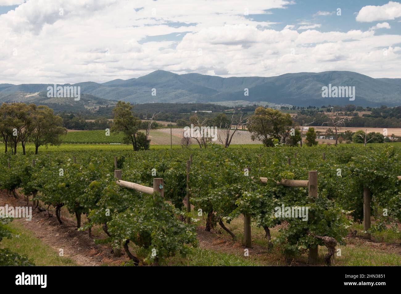 Yarra Valley Winzereien, Victoria, Australien Stockfoto