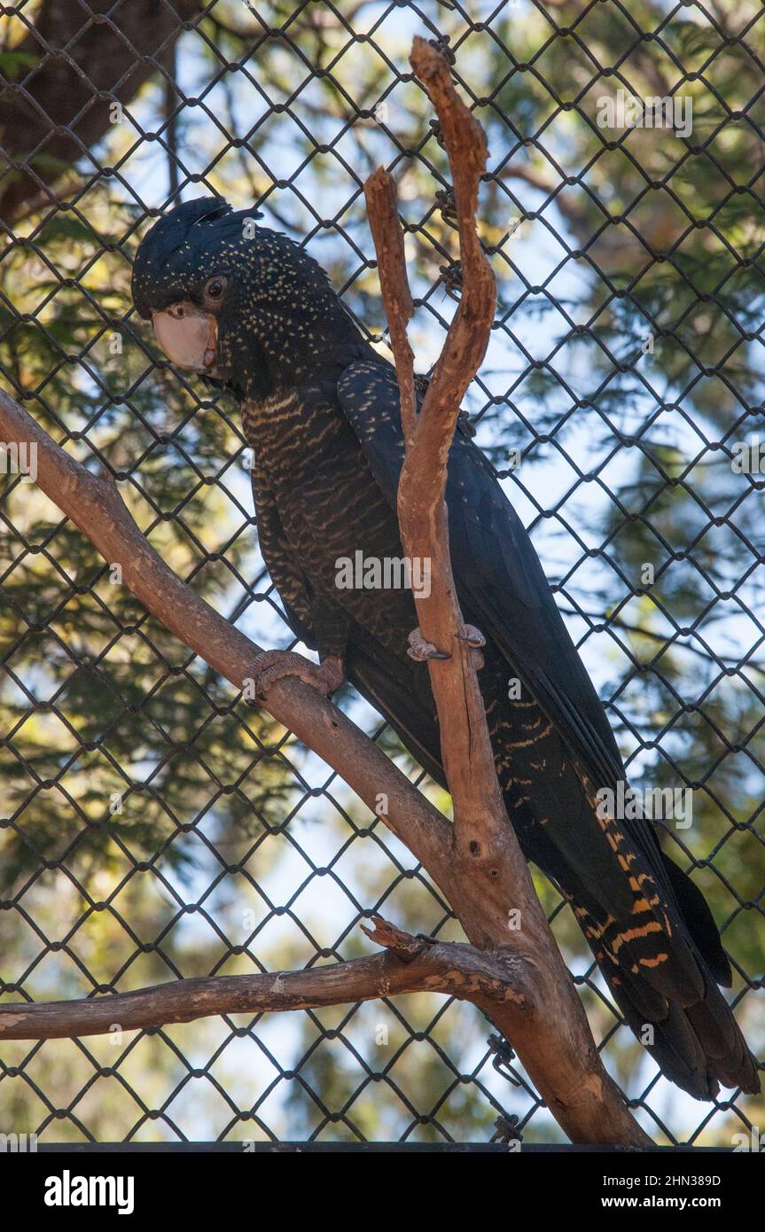 Schwarzer Kakadu mit rotem Schwanz, Calyptorhynchus banksii, Healesville Sanctuary, Victoria, Australien Stockfoto