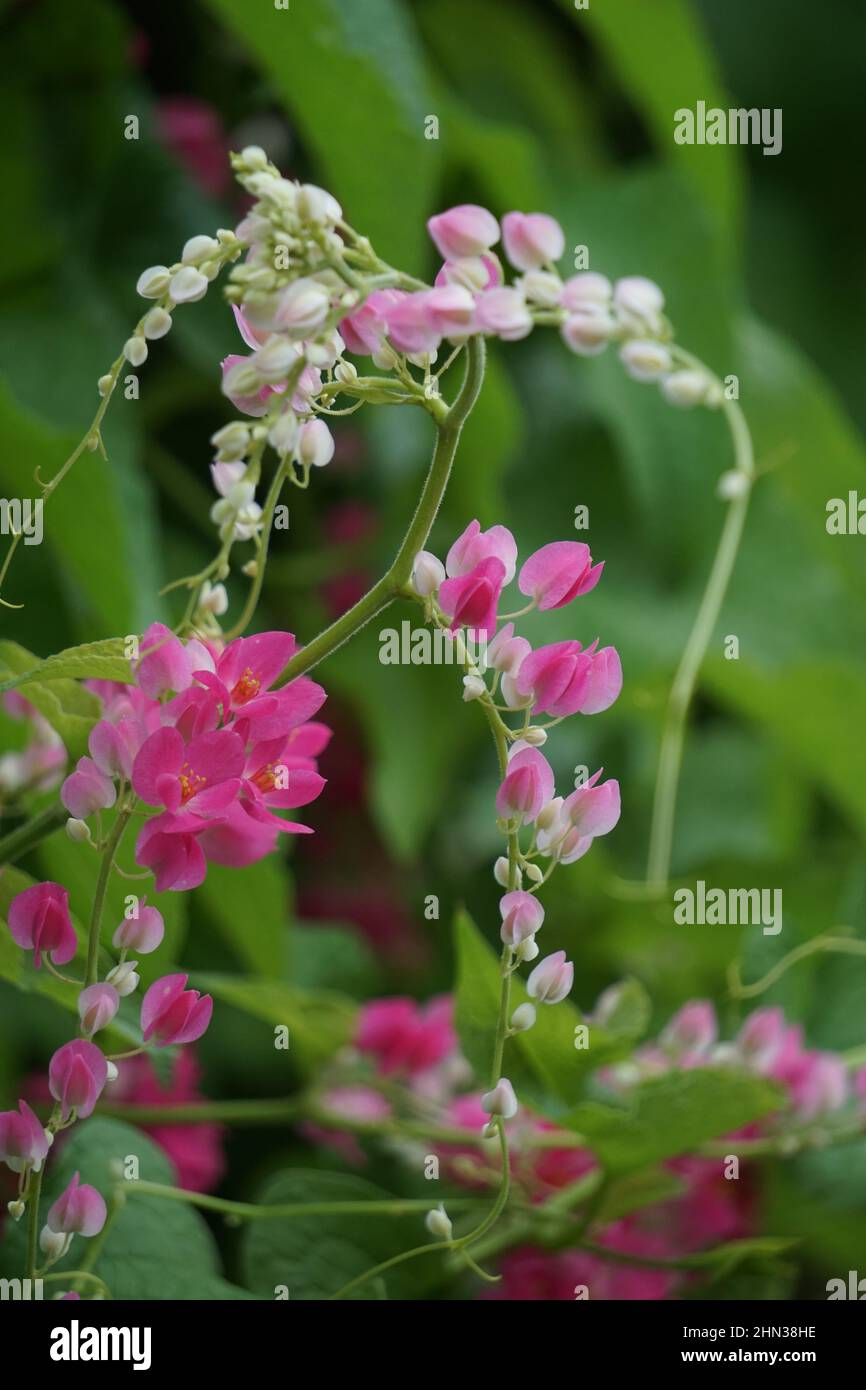 Mexikanischer Kriechgang (auch Antigonon-Lepkrake, Korallenrebe, Königskranz, Coralita, Bienenbusch genannt) blüht. Diese Pflanze ist gut für die gemeinsame Grippe Stockfoto