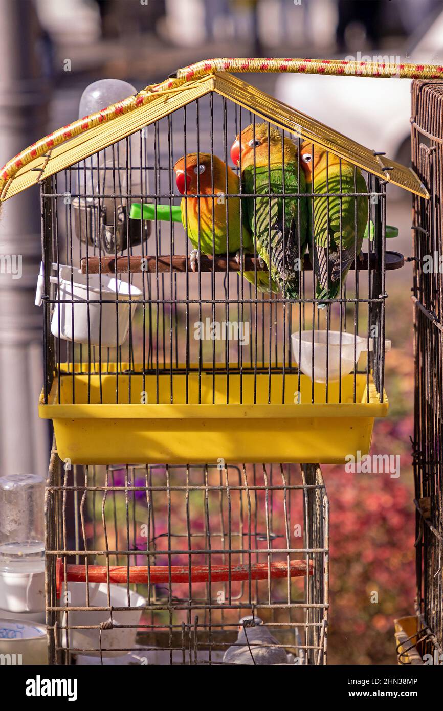 Kleine bunte Papageien Vögel Haustiere in Metallkäfig verkauft draußen auf dem Markt Stockfoto
