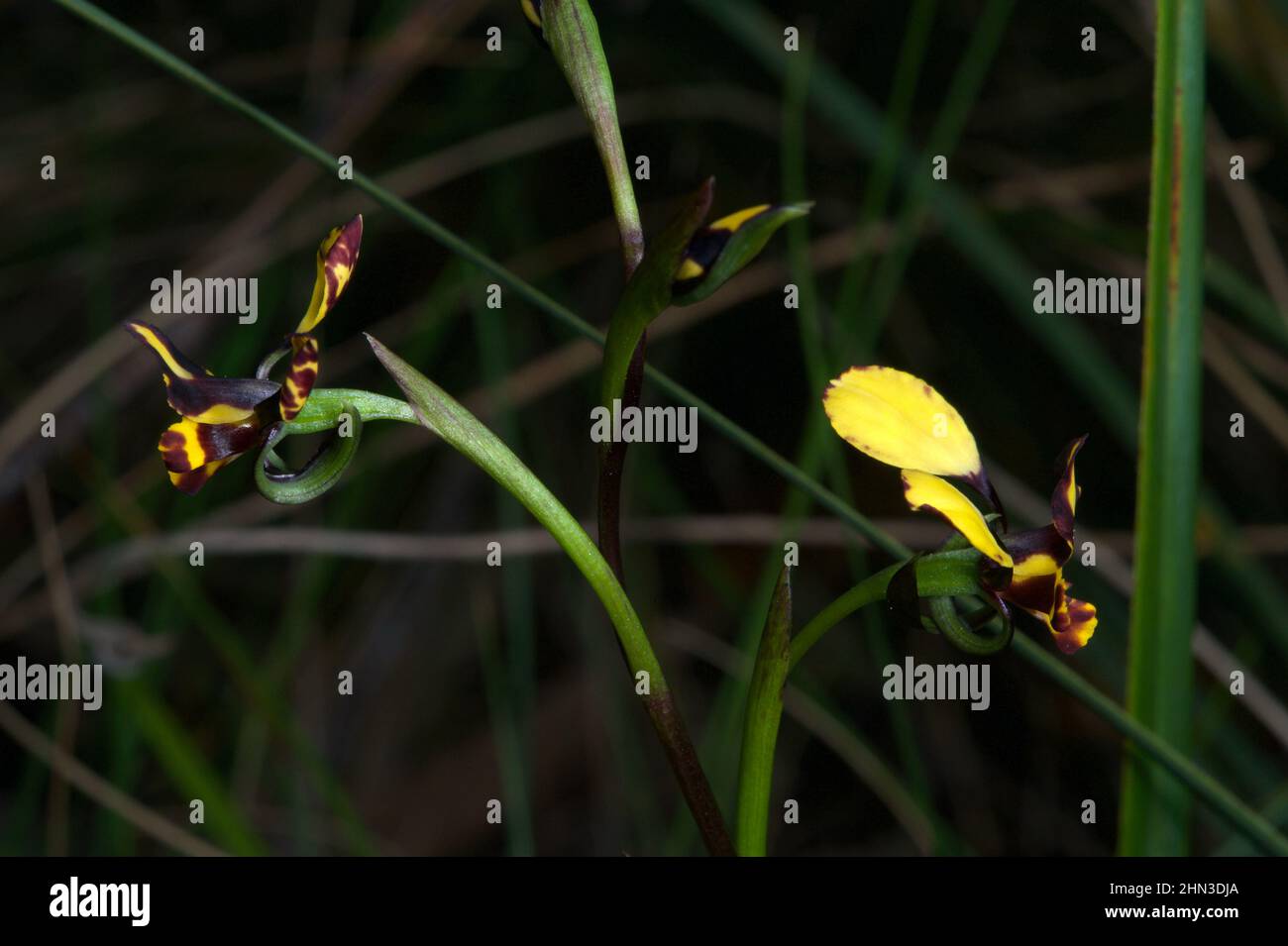 Viele Leute verwechseln diese hübschen kleinen Leoparden-Orchideen (Diuris Pardina) mit Eselorchideen, die größer sind, mit weniger braunen Markierungen. Stockfoto