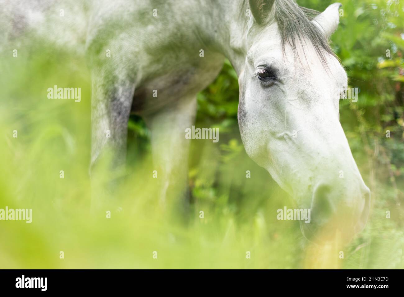 Weißes Pferd grast auf grüner Wiese im Sonnenlicht Stockfoto