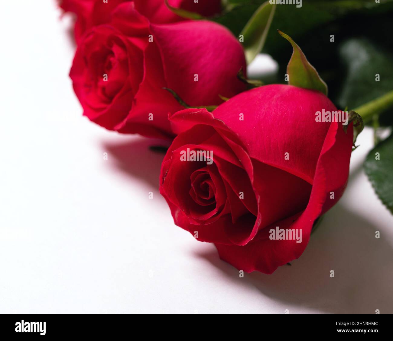Rosa Rosen auf weißem Blatt Papier oder Tisch. Blumengrußkarte, Vorlage für Design Stockfoto