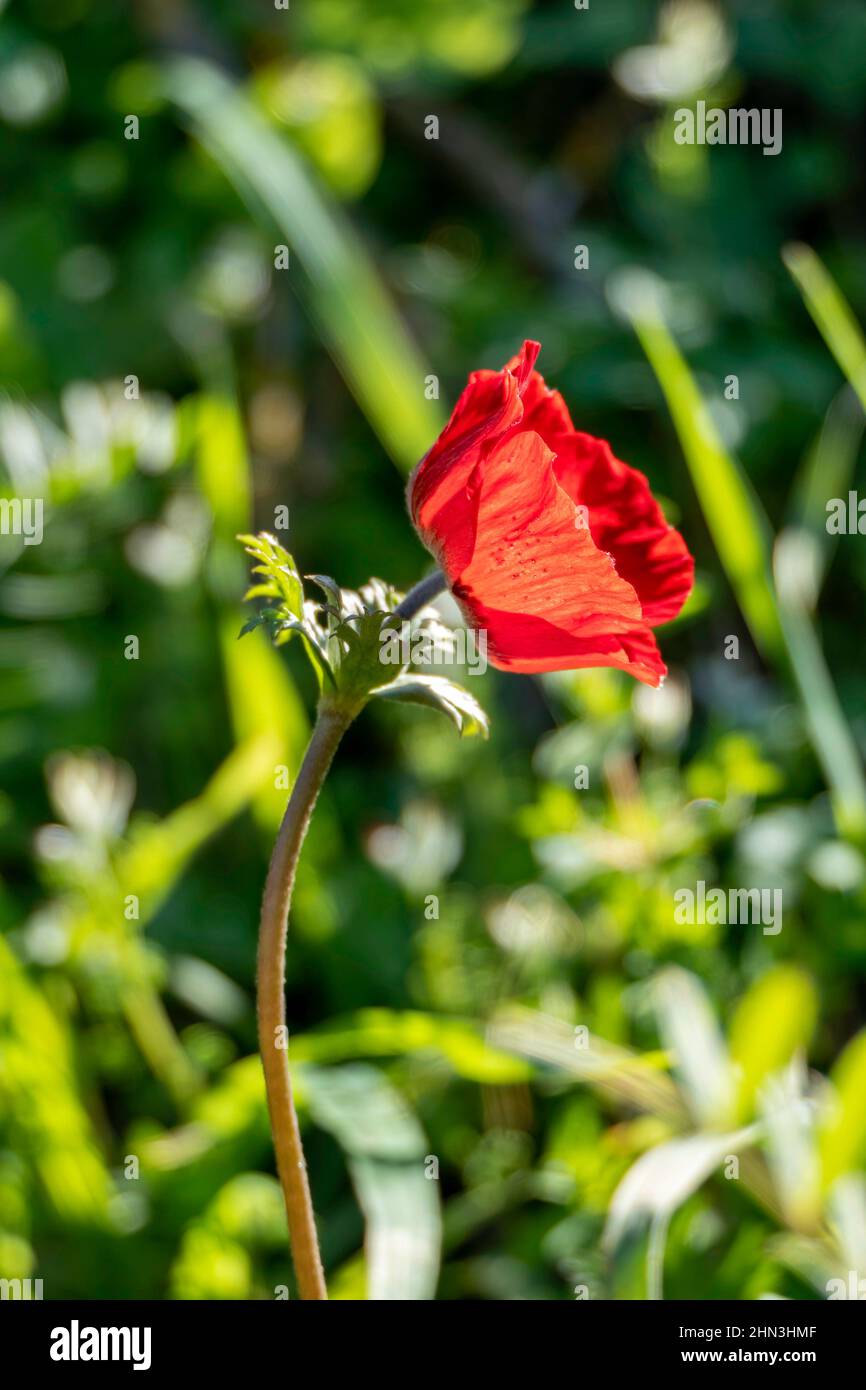 Rote Anemonblume Nahaufnahme auf einem Hintergrund von grünem Gras im Sonnenlicht Stockfoto