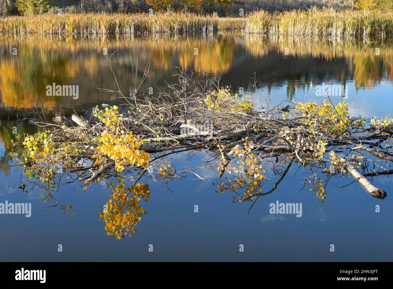 Bibers Nahrungslager aus Espenzweigen und Blättern, die im Herbst in einem Teich gelagert wurden, um bei kaltem Wetter Nahrung zu liefern. Populus tremuloides. Stockfoto