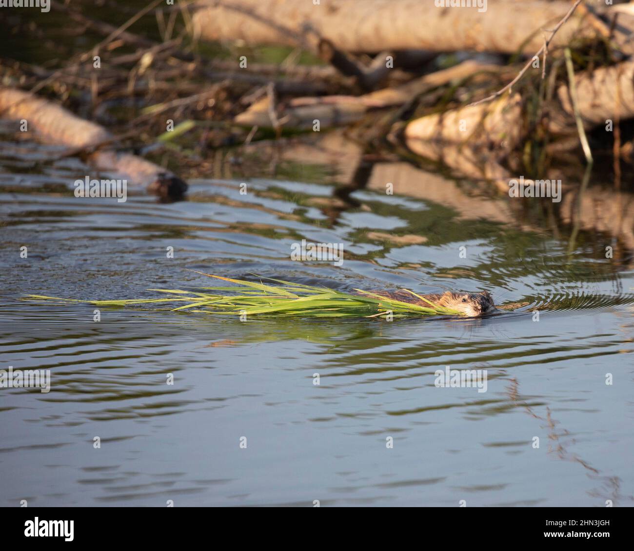 Bisamratte, die in einem Biberteich schwimmt und die Blätter der Zehen trägt. Ondatra zibethicus. Stockfoto