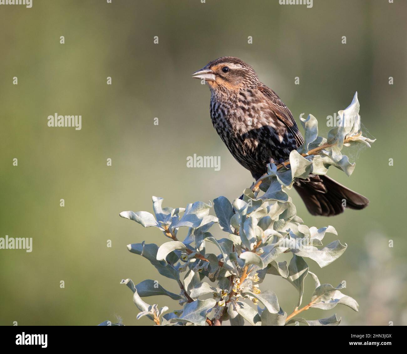 Rot geflügelte Amsel Weibchen, die auf dem Zweig eines Silberbeerstrauch in einem Sumpf aushumpeln. Agelaius phoeniceus, Elaeagnus commutata Stockfoto